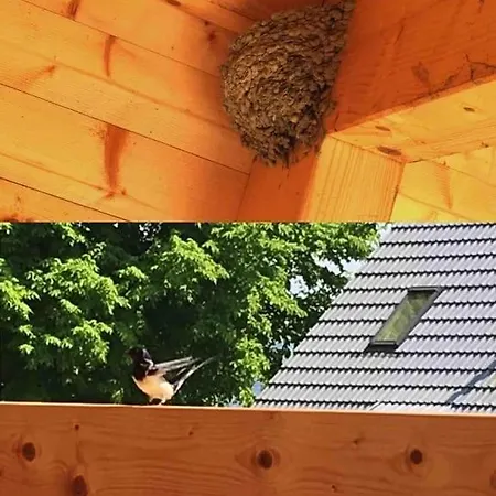 Woody * ドランスケ