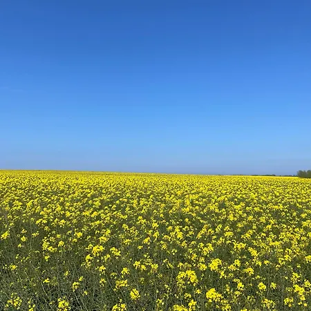 Woody ドランスケ